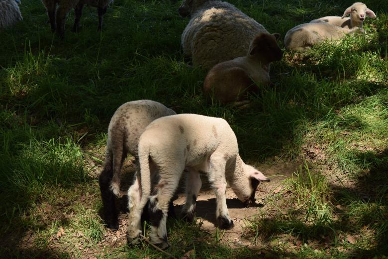 Free stock image of Group of Sheep created by Pixabay