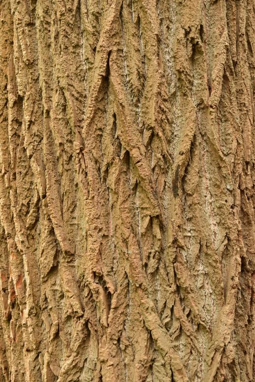 Free stock image of Tree Closeup created by Pixabay