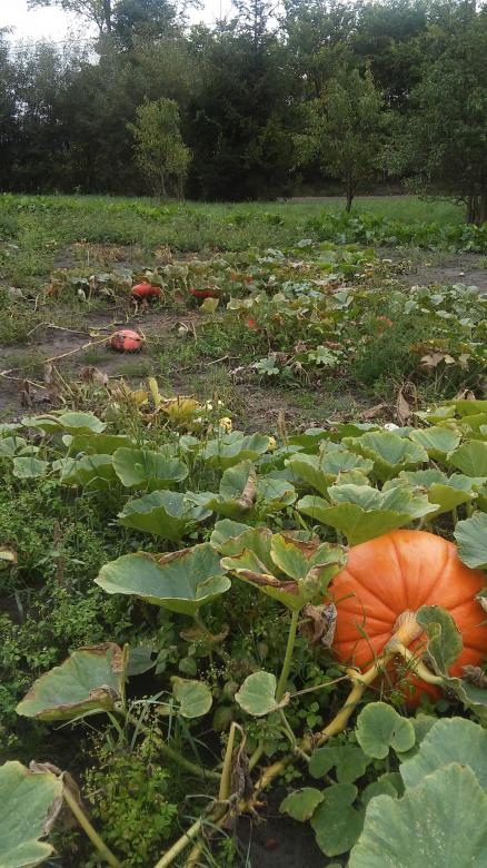 Free stock image of Pumpkins created by Monika Zając