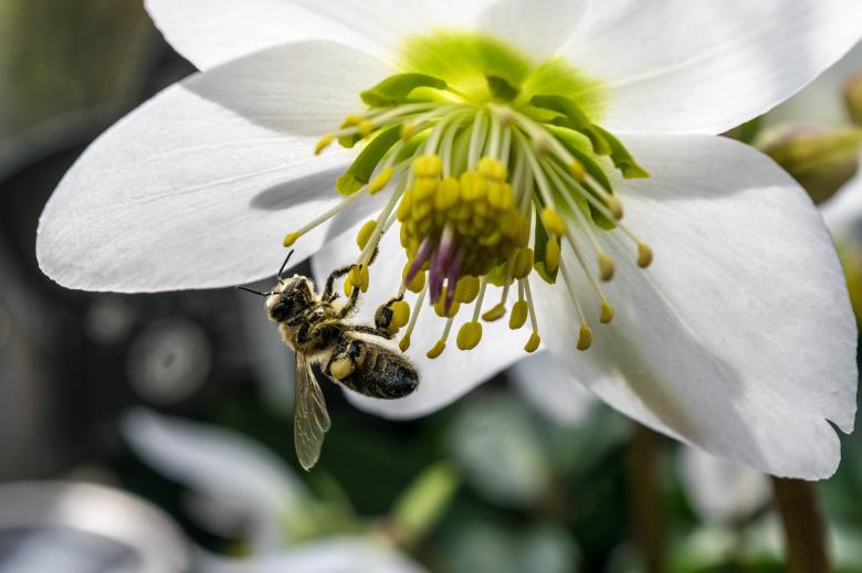 Free stock image of Bee on the Flower created by Pixabay