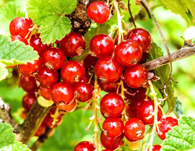 Free stock image of Red Berries created by Pixabay