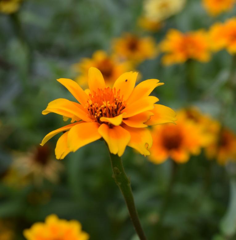 Free stock image of Fresh Flower created by Pixabay