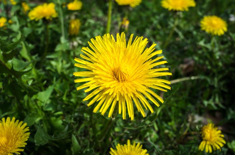 Free stock image of Fresh Dandelion created by Pixabay