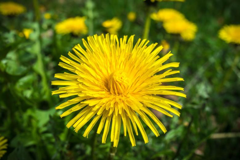 Free stock image of Fresh Dandelion created by Pixabay