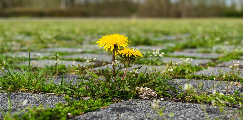Free stock image of Fresh Dandelion created by Pixabay