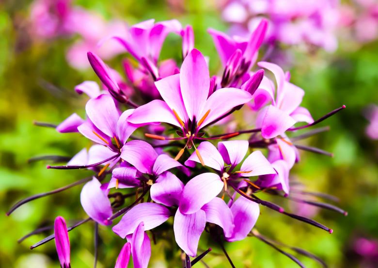 Free stock image of Fresh Flowers created by Pixabay