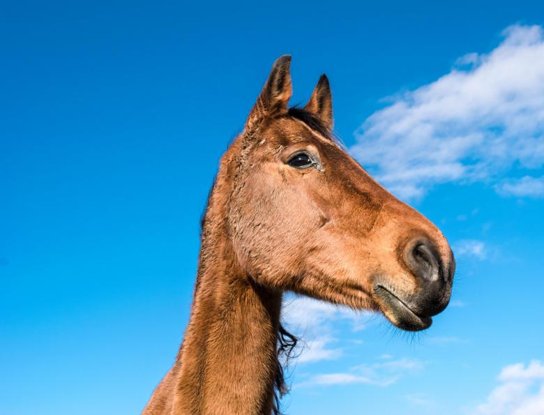 Free stock image of Wild Horse created by Pixabay