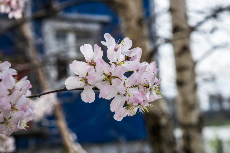 Free stock image of Cherry Blossom created by Pixabay