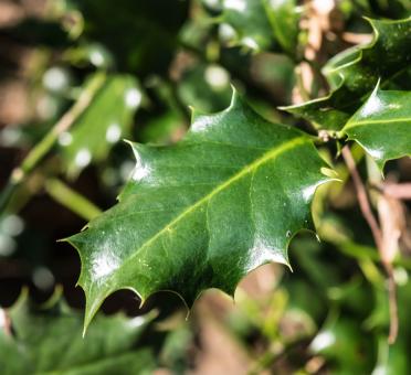 Free Stock Photo of Macro Leaf
