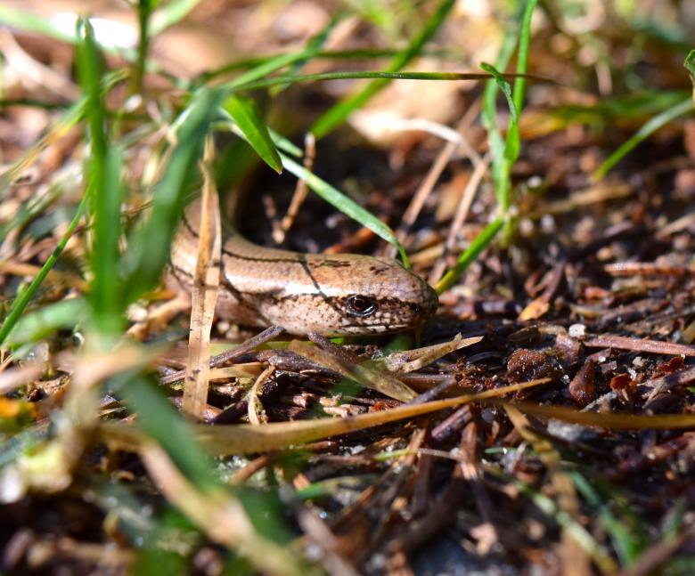 Free stock image of Wild Lizard created by Pixabay