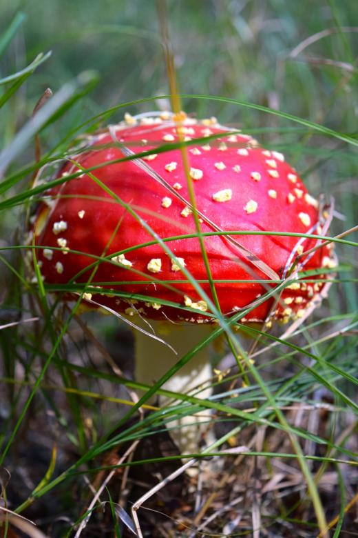 Free stock image of Wild Mushroom created by Pixabay