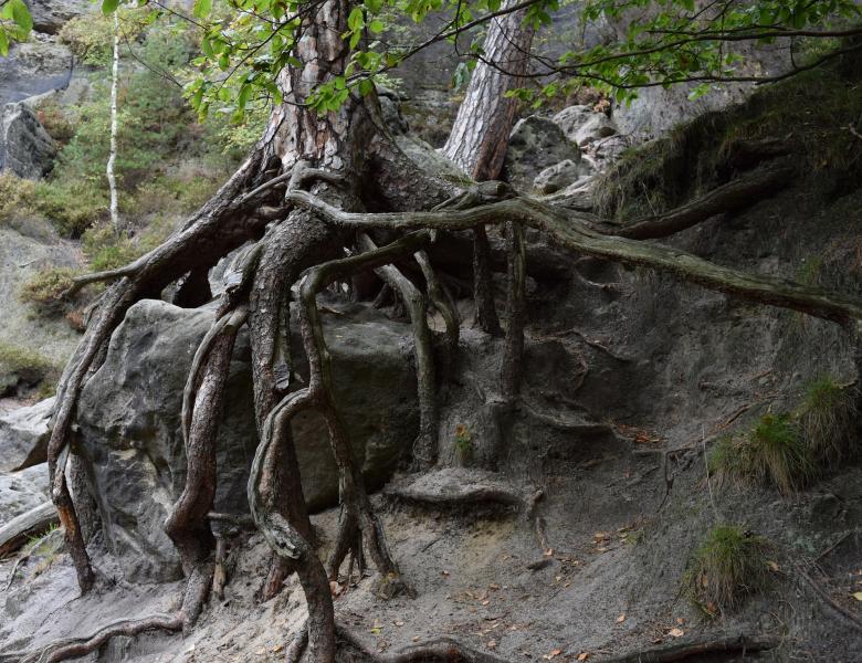 Free stock image of Wooden Roots created by Pixabay