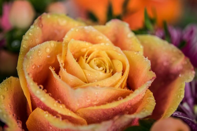 Free stock image of Fresh Rose created by Pixabay