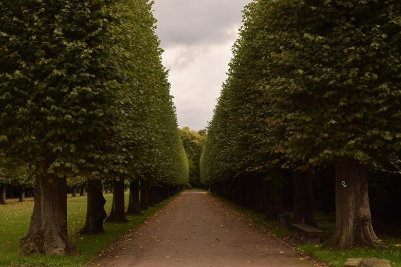 Free stock image of Tree Lined Avenue created by Pixabay