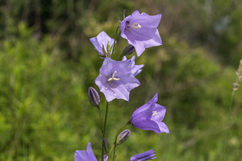 Free stock image of Bell Flower created by Pixabay