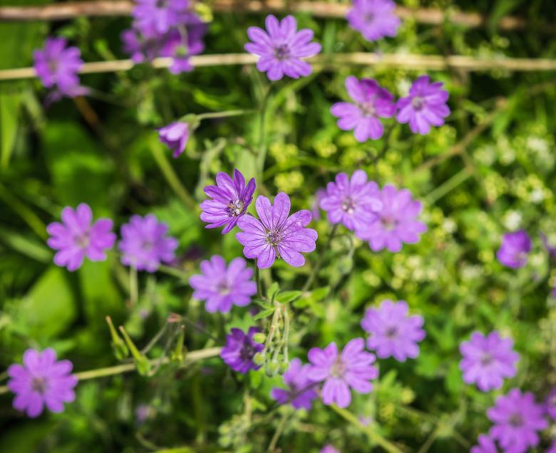 Free stock image of Fresh Flower created by Pixabay