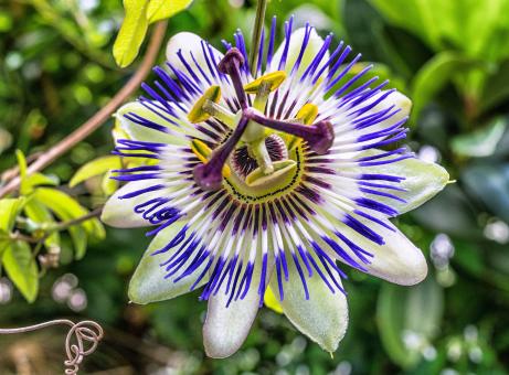 Free Stock Photo of Passion Flower