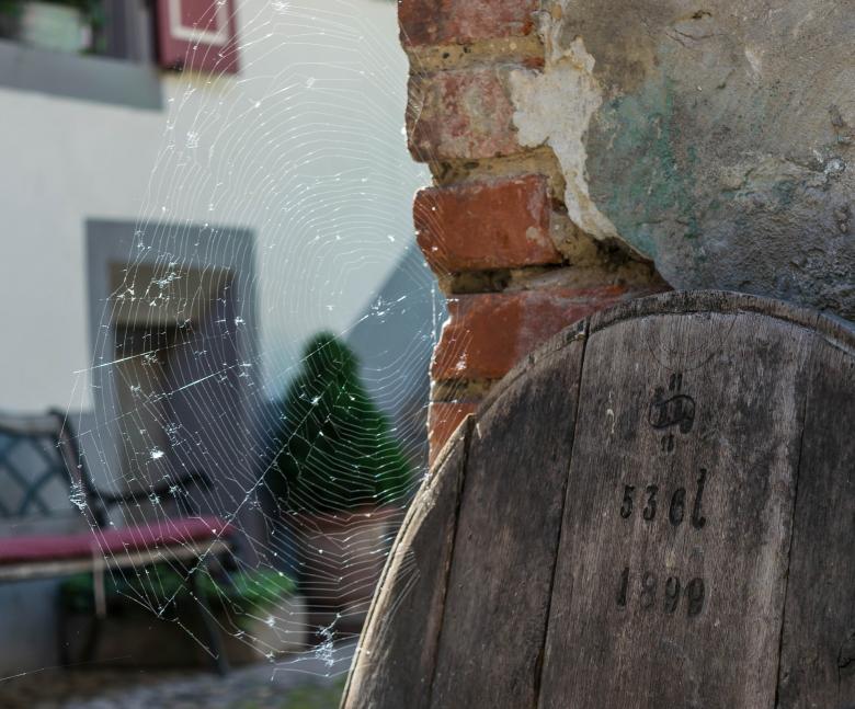 Free stock image of Cob Web created by Pixabay