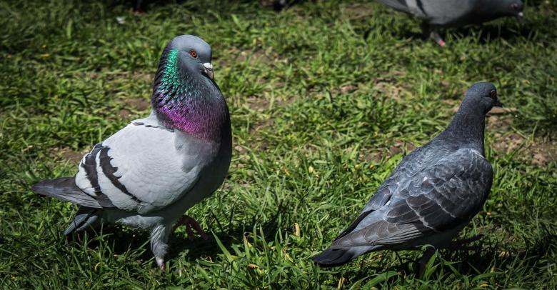 Free stock image of Dove Couple created by Pixabay