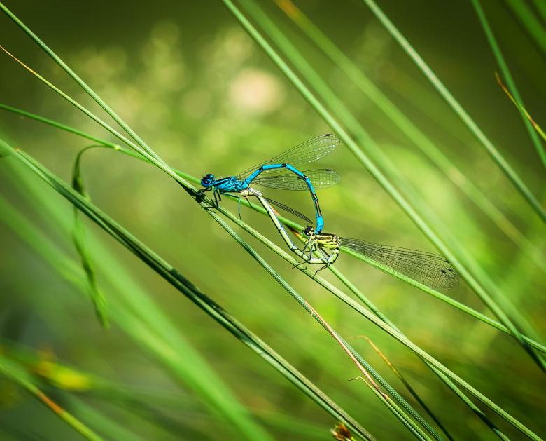 Free stock image of Dragonfly Couple created by Pixabay