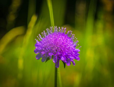 Free Stock Photo of Blooming Flower