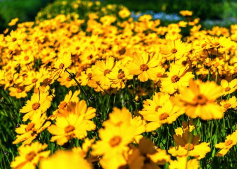 Free Stock Photo of Blooming Flowers