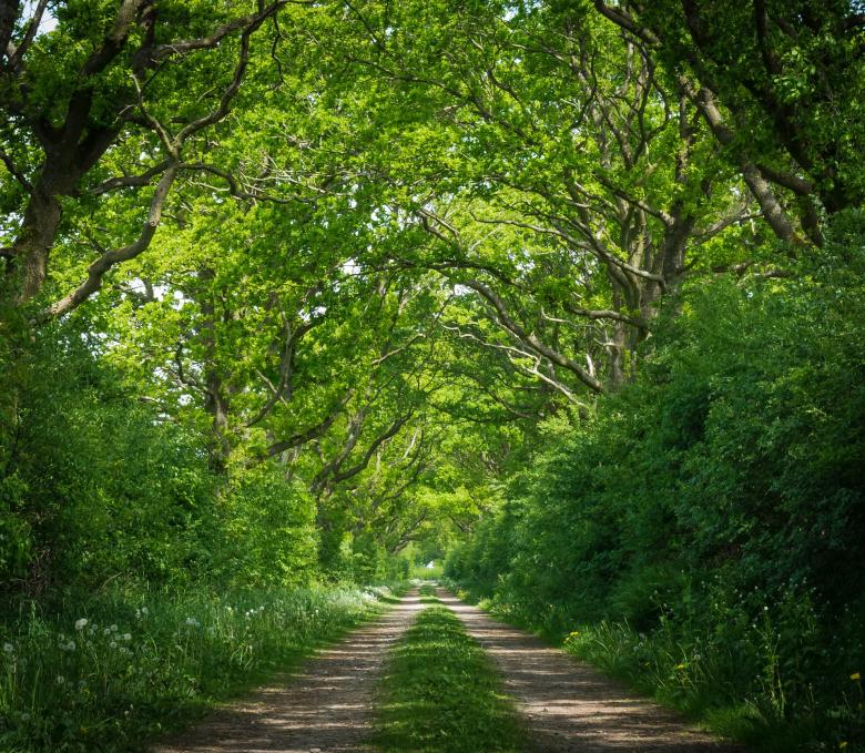 Free stock image of Into the Woods created by Pixabay