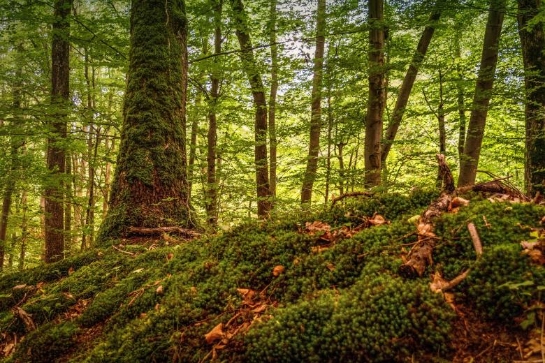 Free stock image of Into the Woods created by Pixabay