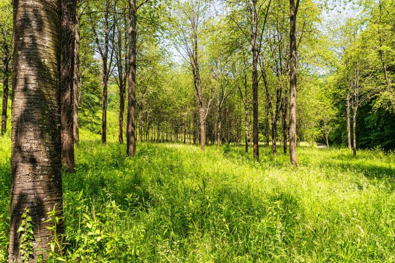 Free stock image of Into the Woods created by Pixabay
