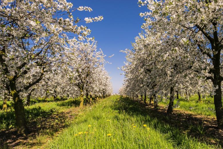 Free stock image of Cherry Blossom created by Pixabay