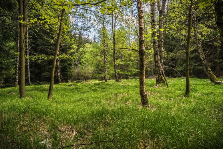 Free stock image of Into the Woods created by Pixabay