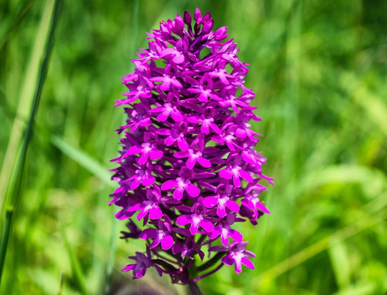 Free stock image of Wild Orchid created by Pixabay