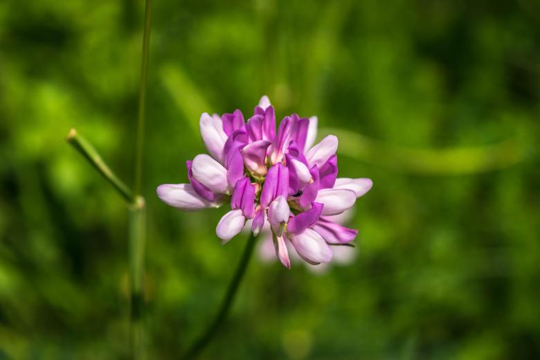 Free stock image of Wild Orchid created by Pixabay