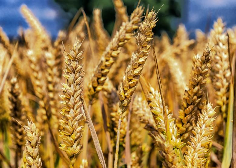 Free stock image of Macro Wheat created by Pixabay
