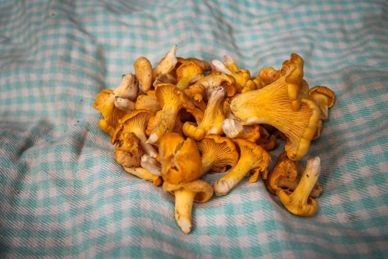 Free stock image of Freshly picked chanterelle mushrooms created by invisiblepower