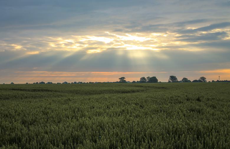 Free stock image of Sun shining through the clouds over a green wheat field created by invisiblepower