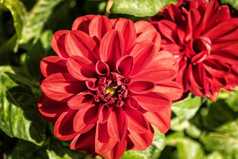 Free stock image of Fresh Flowers created by Pixabay