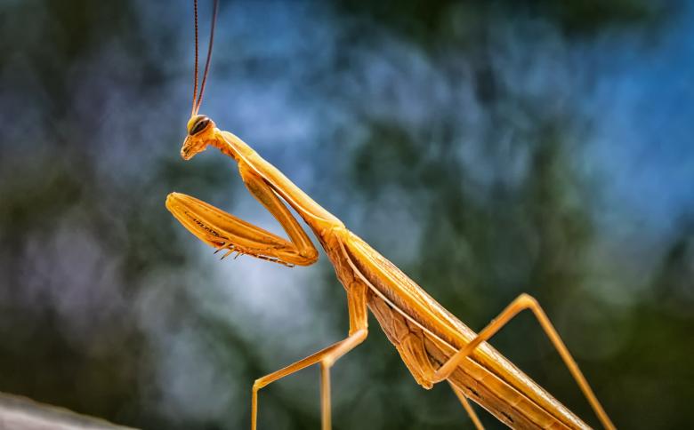 Free stock image of Yellow Praying Mantis created by Pixabay