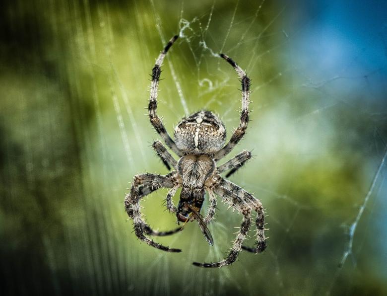 Free stock image of Spider Closeup created by Pixabay