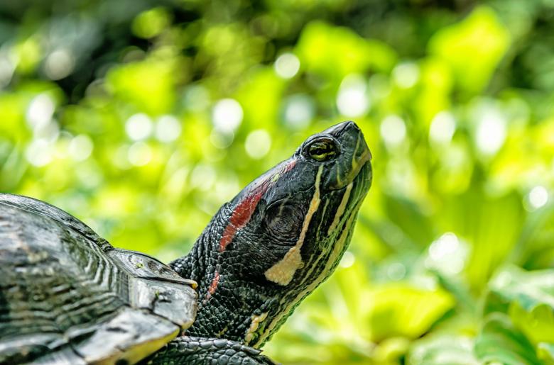 Free stock image of Turtle Closeup created by Pixabay