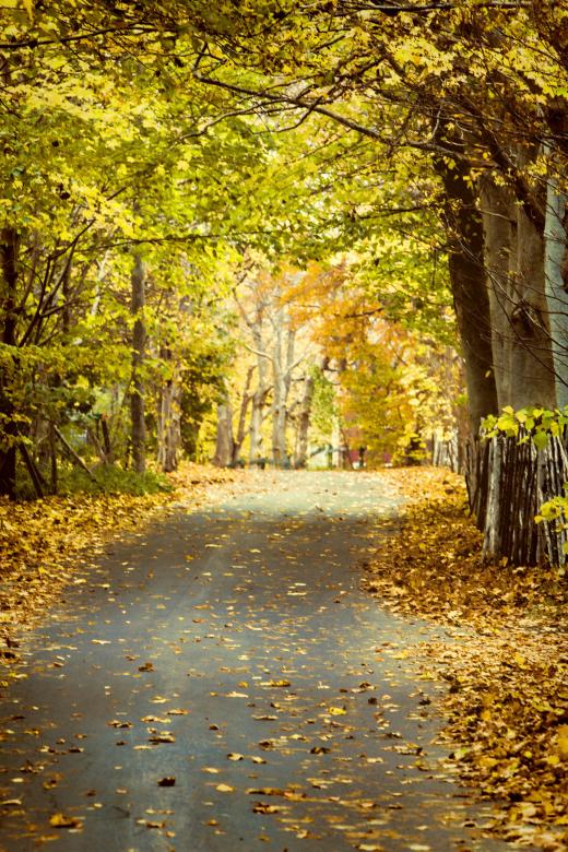 Free stock image of Autumn leaves on road created by Geoffrey Whiteway