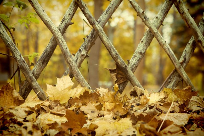 Free stock image of Leaves and fence created by Geoffrey Whiteway