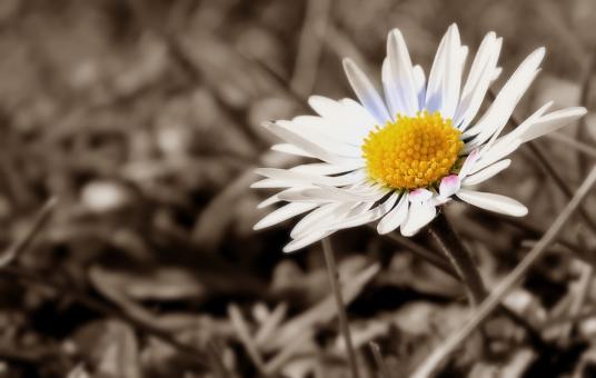 Free Stock Photo of Fresh Daisy
