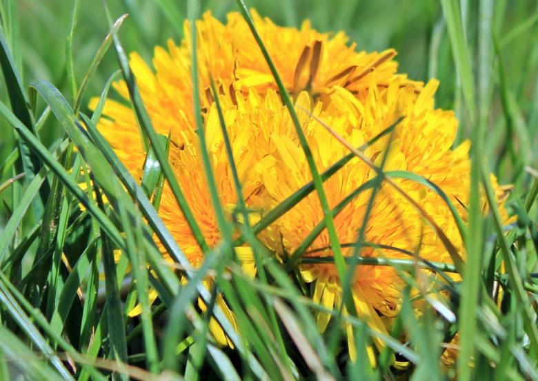 Free stock image of Yellow Dandelion created by Pixabay