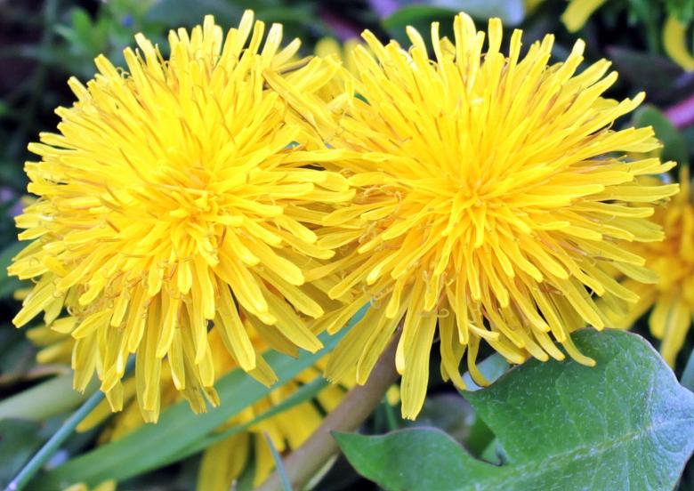 Free stock image of Yellow Dandelion created by Pixabay