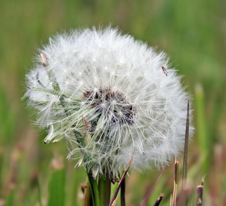 Free stock image of Macro Dandelion created by Pixabay