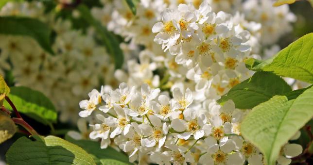 Free Stock Photo of Blooming Flowers