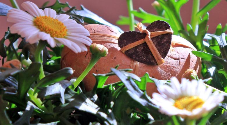 Free stock image of Fresh Marguerite created by Pixabay