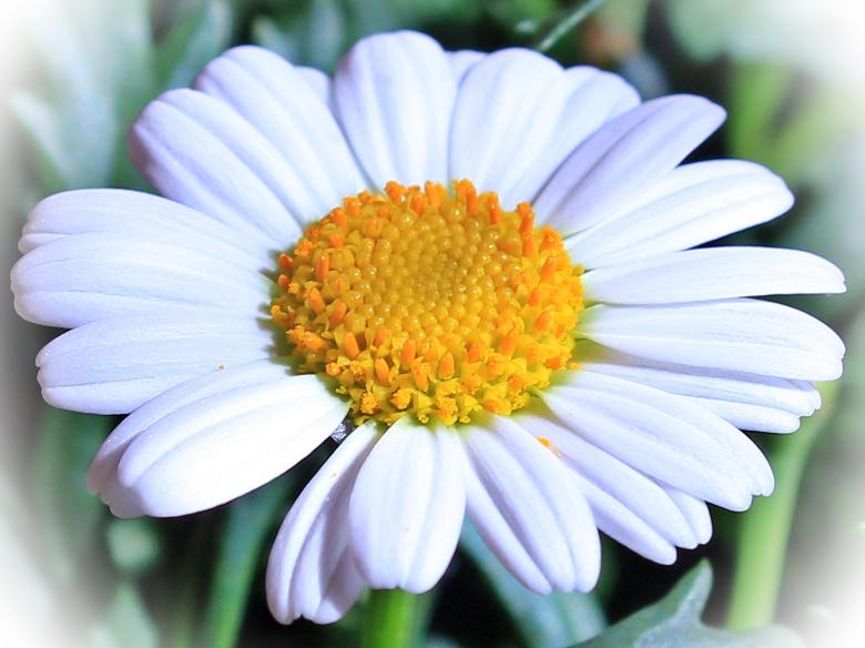 Free stock image of Fresh Marguerite created by Pixabay