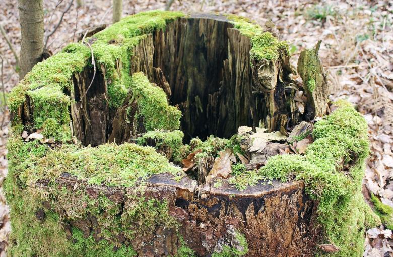 Free stock image of Covered With Moss created by Pixabay